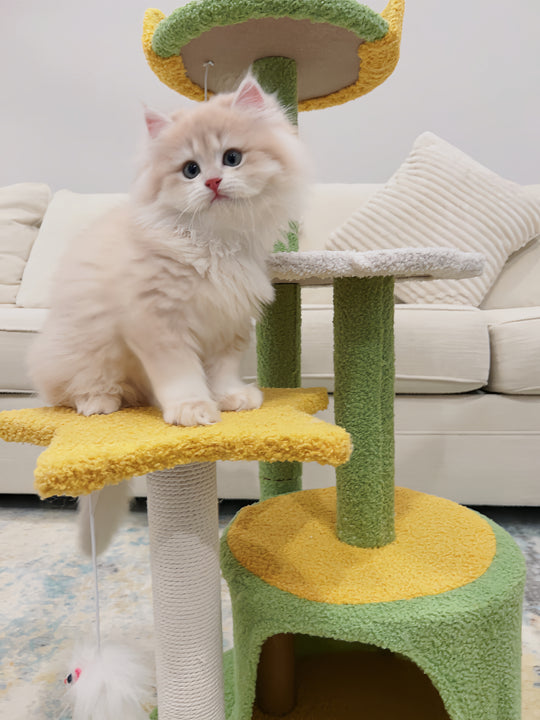 LOFLLY Cloud Cat Tree